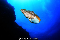 Cuttlefish. by Miguel Cortes 